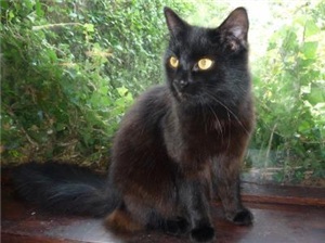 black cat Cats Protection Epsom Ewell animal charity.jpg